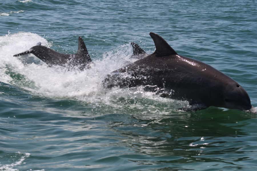 Key West: Dolphin & Reef Snorkel Trip with Sunset Option - Choosing between the 11 a.m. and evening departures