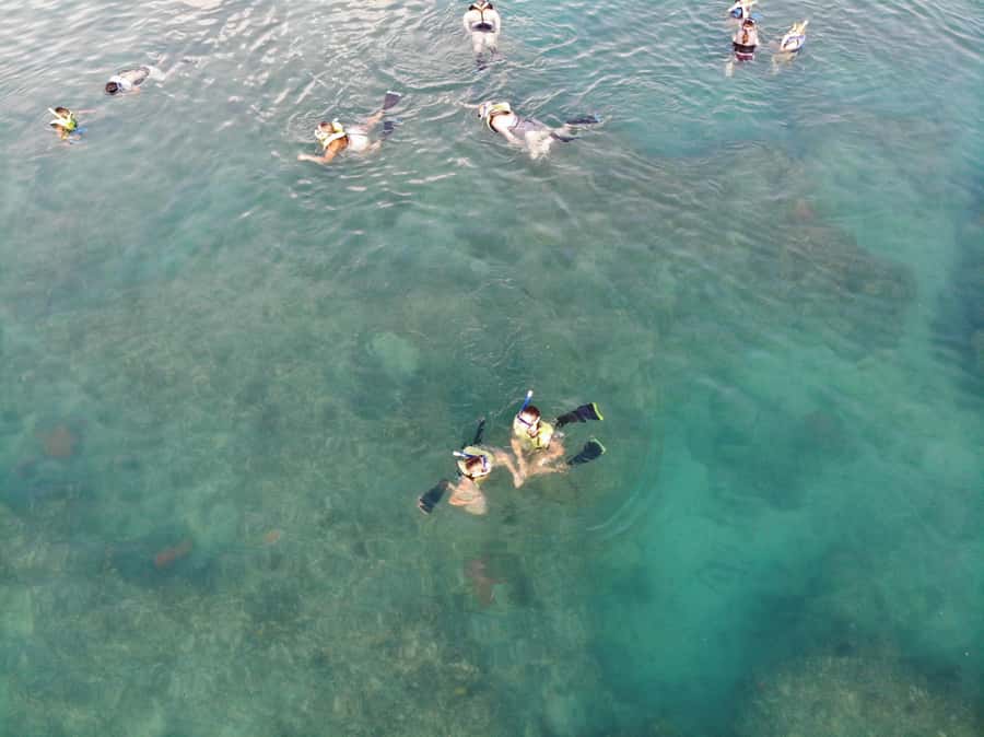 Key West: Dolphin & Reef Snorkel Trip with Sunset Option - Safety and staff conduct