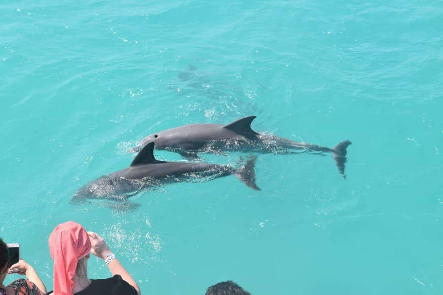 Key West: Dolphin & Reef Snorkel Trip with Sunset Option - What the $76 price really buys you