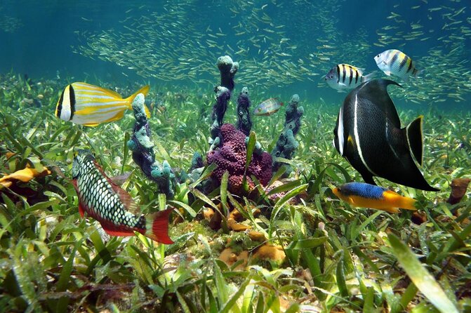 Key West Dolphin Watch and Snorkel Tour - Eco Adventure - What this three-hour Key West cruise is really about