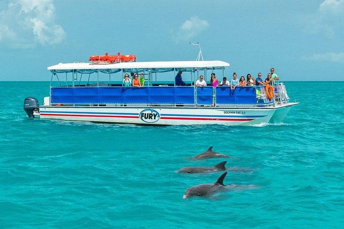Key West Dolphin Watch and Snorkel Tour - Eco Adventure - Watching bottlenose dolphins in open water