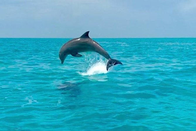 Key West Dolphin Watch and Snorkel Tour - Eco Adventure - The $79.95 price and who gets good value