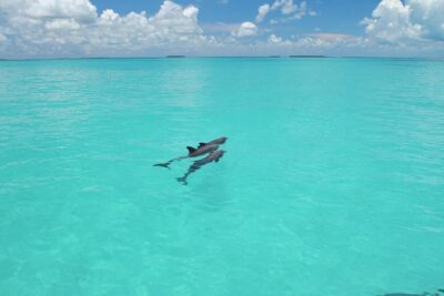 Key West Dolphin Watch and Snorkel Tour – Eco Adventure