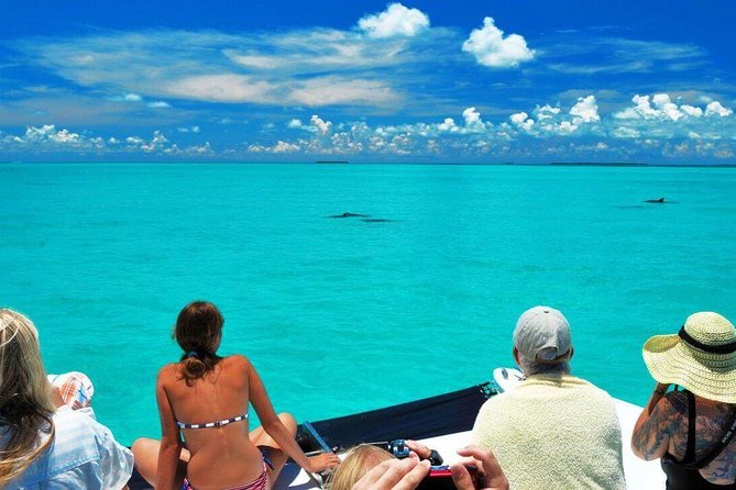 Key West Dolphin Watch and Snorkel Tour - Eco Adventure - FAQ