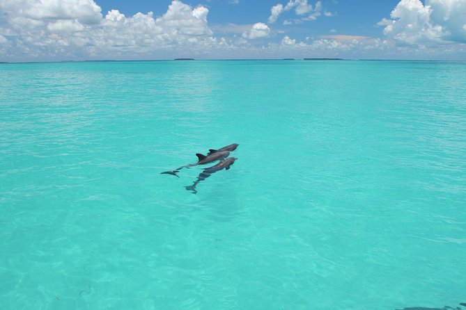 Key West Dolphin Watch and Snorkel Tour - Eco Adventure - Why the crew and boat setup matter