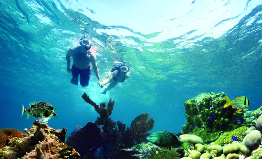 Key West: Dolphin Watching and Snorkeling Eco Cruise Tour - Dolphins first, then a calm backcountry snorkel
