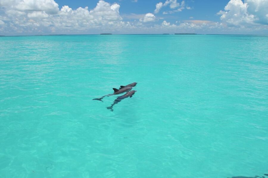 Key West: Dolphin Watching and Snorkeling Eco Cruise Tour - The 45-foot catamaran ride into the Gulf