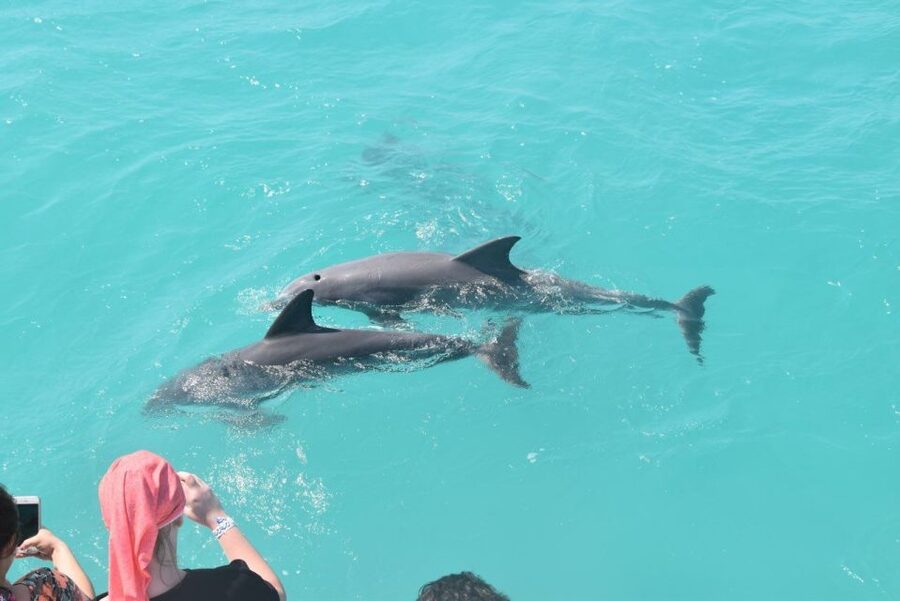 Key West: Dolphin Watching and Snorkeling Sunset Cruise - Cottrell Key And The National Wildlife Refuge