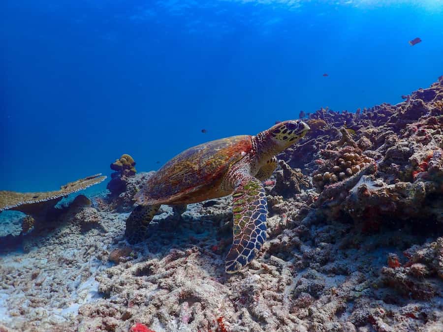 Khao Lak: Surin Islands & Moken Village Premium Snorkel Tour - Food after the boat ride