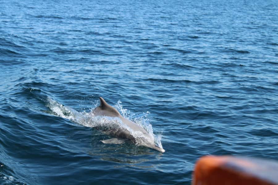 Khasab: Half-Day Dhow Cruise, Dolphin Watching, & Snorkeling - Key points at a glance