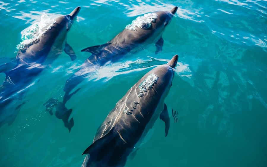 Khasab: Khor Sham Half-Day Cruise with Snorkeling & Dolphins - Watching for dolphins in open water