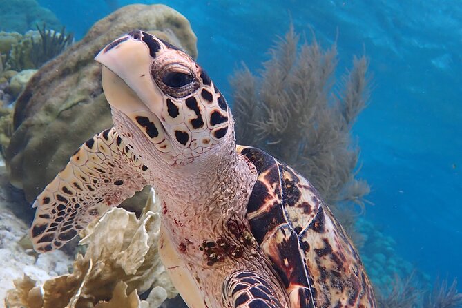 Klein Bonaire Marine Park Snorkeling Excursion - What makes this Bonaire snorkeling trip different