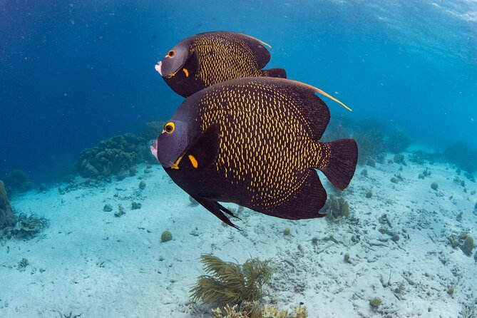 Klein Bonaire Marine Park Snorkeling Excursion - Why the maximum of 10 matters
