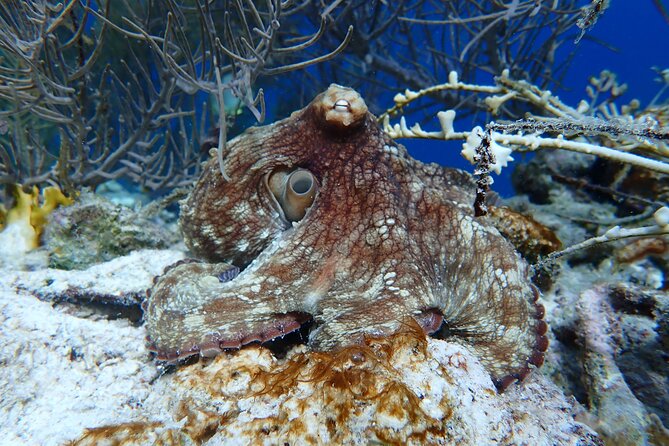 Klein Bonaire Marine Park Snorkeling Excursion - Cruise port planning and pickup details