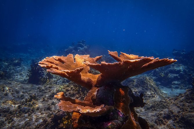 Klein Bonaire Marine Park Snorkeling Excursion - Is the $75 price good value?