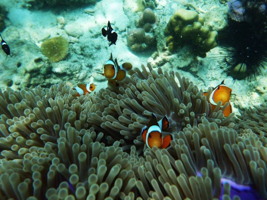 Ko Lanta: 4 Islands Snorkeling Tour by Longtail Boat - Ko Chueak, the early snorkeling stop