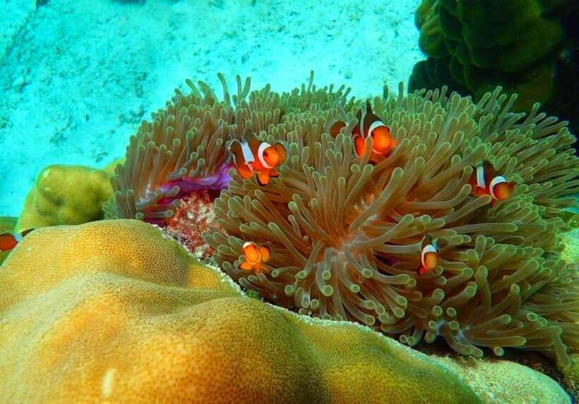 Ko Lanta: Full-Day Snorkel Trip to Phi Phi & Bamboo Islands - From Ko Lanta to Phi Phi Leh