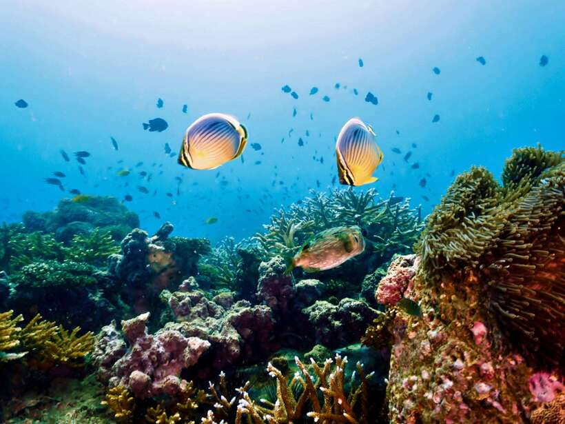 Ko Lanta: Snorkeling Adventure Tour to Koh Rok and Koh Haa - Who will enjoy this Koh Rok and Koh Haa trip?