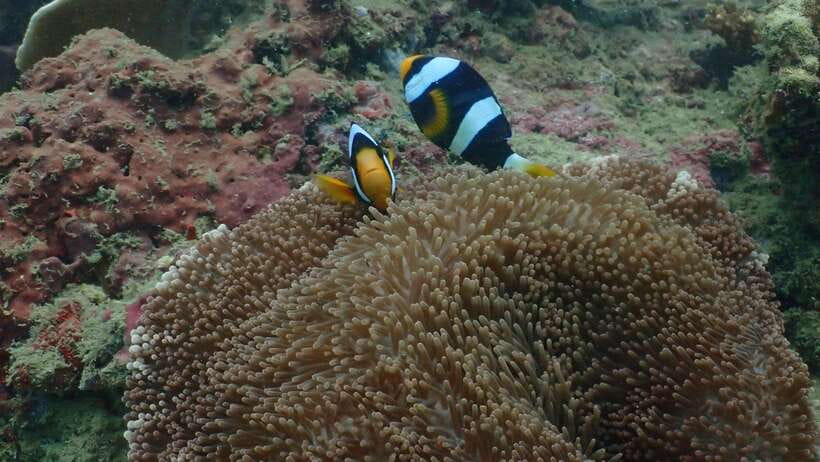 Ko Phi Phi Don: Speedboat Day Trip with Shark Snorkeling - Pileh Lagoon and the color of the water