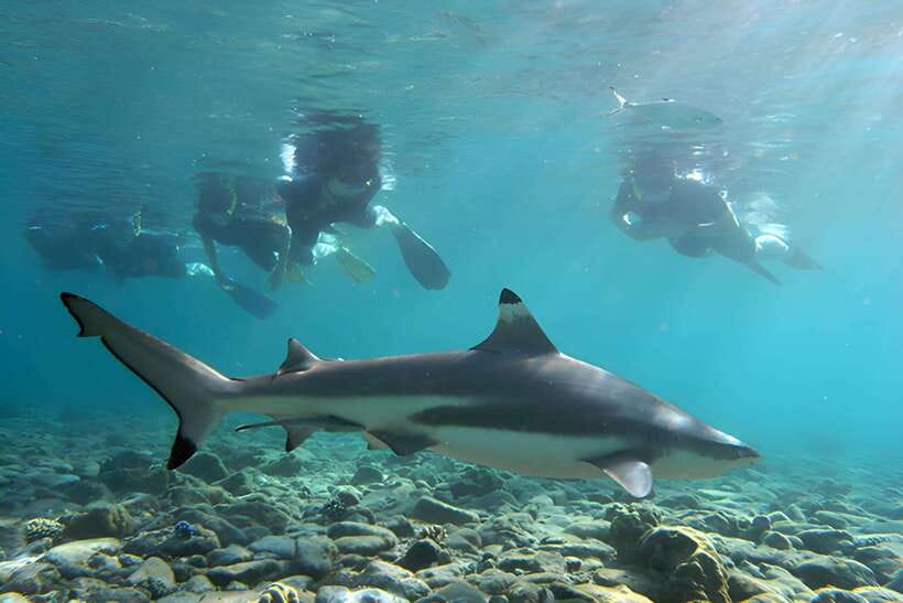 Ko Phi Phi Don: Speedboat Day Trip with Shark Snorkeling - Meeting at McDonald’s on Phi Phi Don