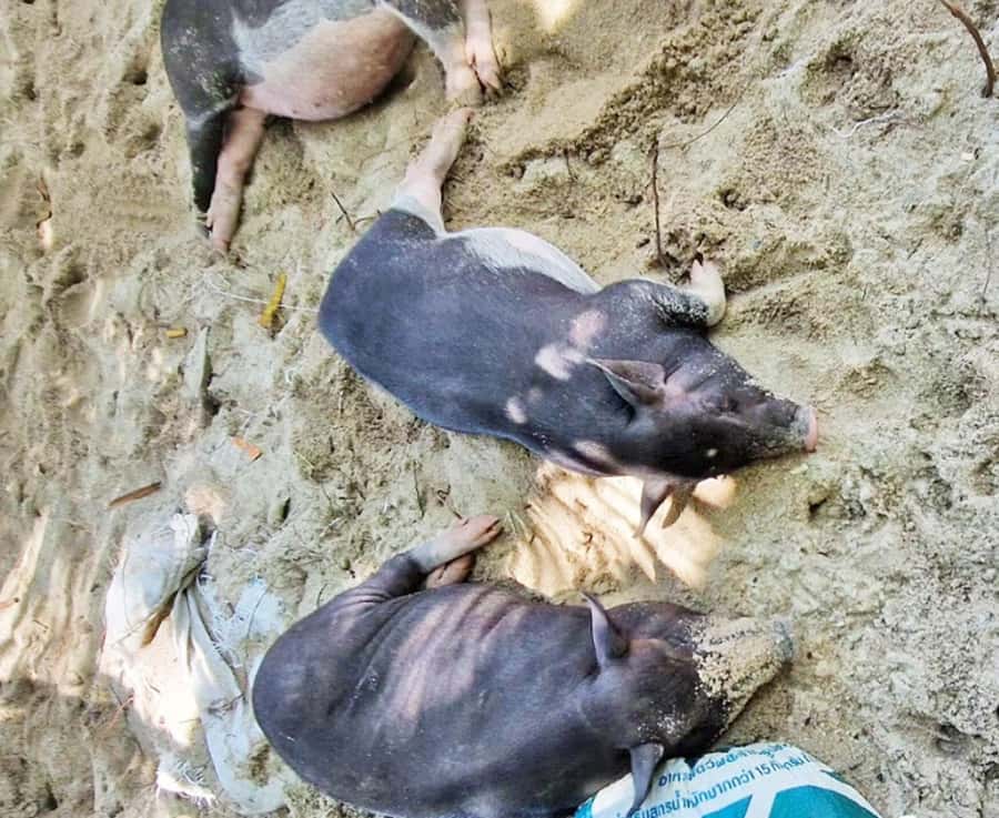 Ko Samui: Pig Island Snorkeling and Koh Tan Speedboat Tour - Should you book the Pig Island tour?
