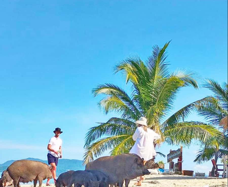 Ko Samui: Pig Island Snorkeling and Koh Tan Speedboat Tour - The ride from Koh Samui to Koh Tan