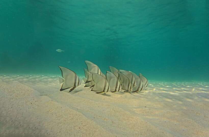Ko Tao: Late Riser Snorkeling Tour with Lunch and Photos - Shark Bay and the chance to see turtles