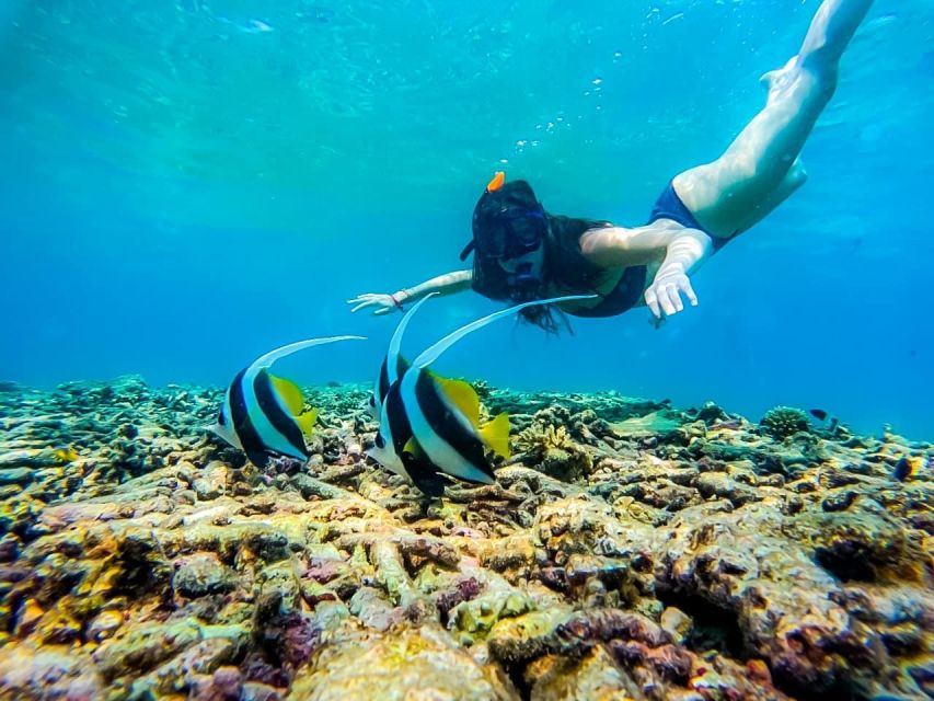 Ko Tao: Tao-Nangyuan Snorkeling Day Trip with Meals & Sunset - Aow Leuk and the search for blacktip reef sharks