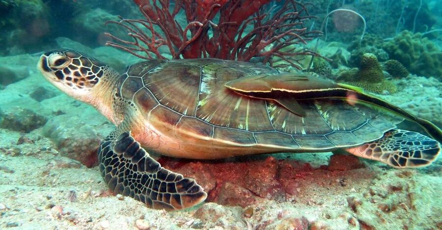Koh Chang: Half-Day Snorkeling Adventure on a Speedboat - The speedboat ride to the first stop