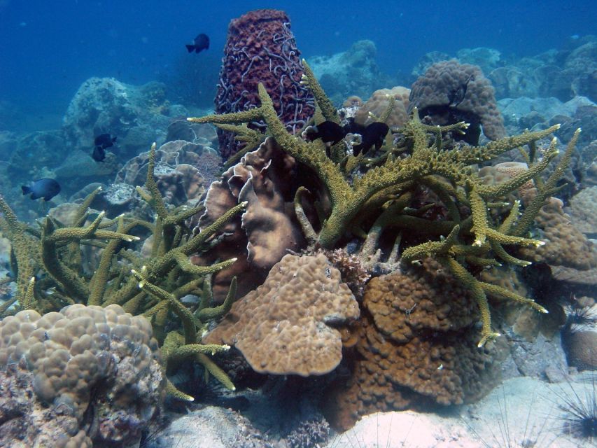 Koh Chang: Half-Day Snorkeling Adventure on a Speedboat - The meal, fruit, and beach pause