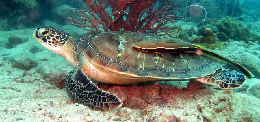 Koh Chang: Snorkeling Trip to Reefs or Wrecks with Lunch - Three reefs make this more than a quick swim