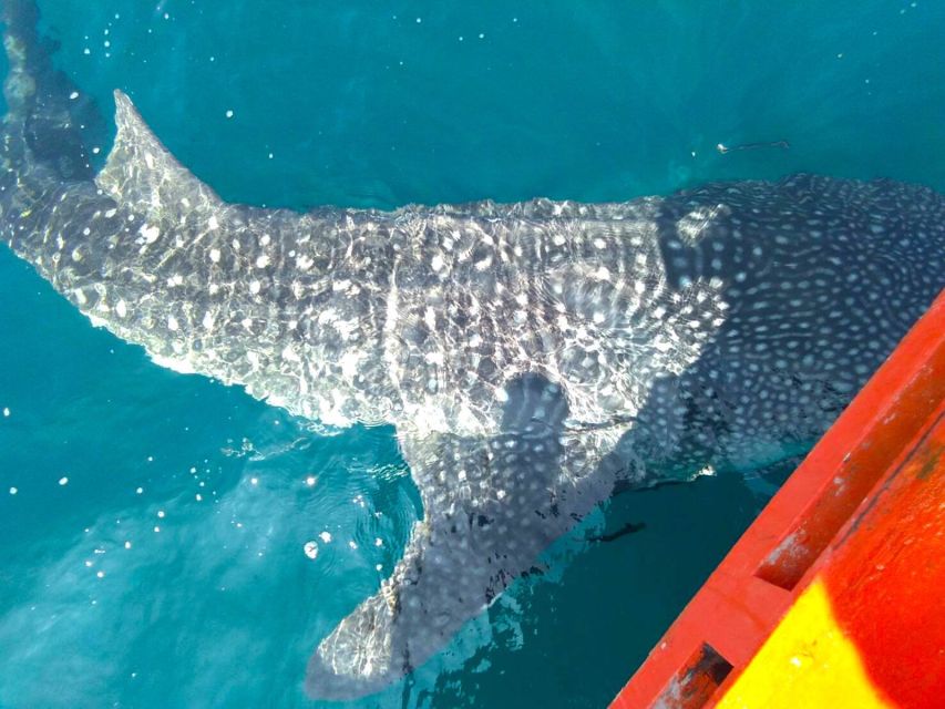 Koh Chang: Snorkeling Trip to Reefs or Wrecks with Lunch - Comfort, equipment, and sun protection
