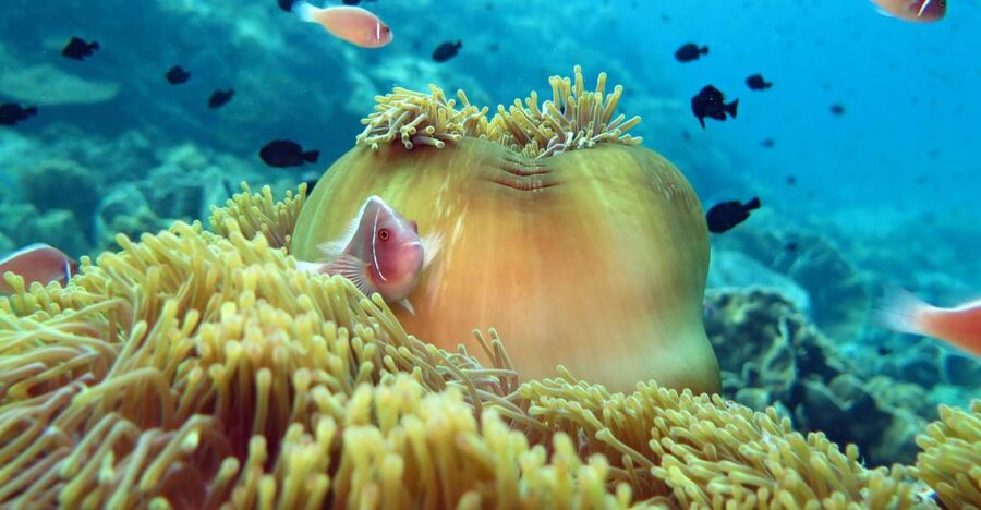 Koh Chang: Snorkeling Trip to Reefs or Wrecks with Lunch - Is $32 a good price?