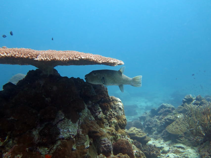 Koh Kood or Koh Rang: Snorkeling Day Trip with Buffet Lunch - What the water time feels like for beginners
