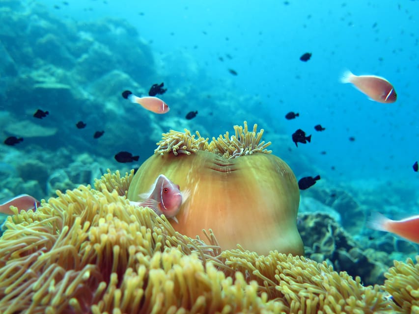 Koh Kood or Koh Rang: Snorkeling Day Trip with Buffet Lunch - Should you book the Koh Kood snorkeling trip?