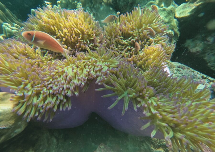 Koh Kood: Snorkeling Speedboat Tour with Lunch and Transfer - Practical preparation for the morning