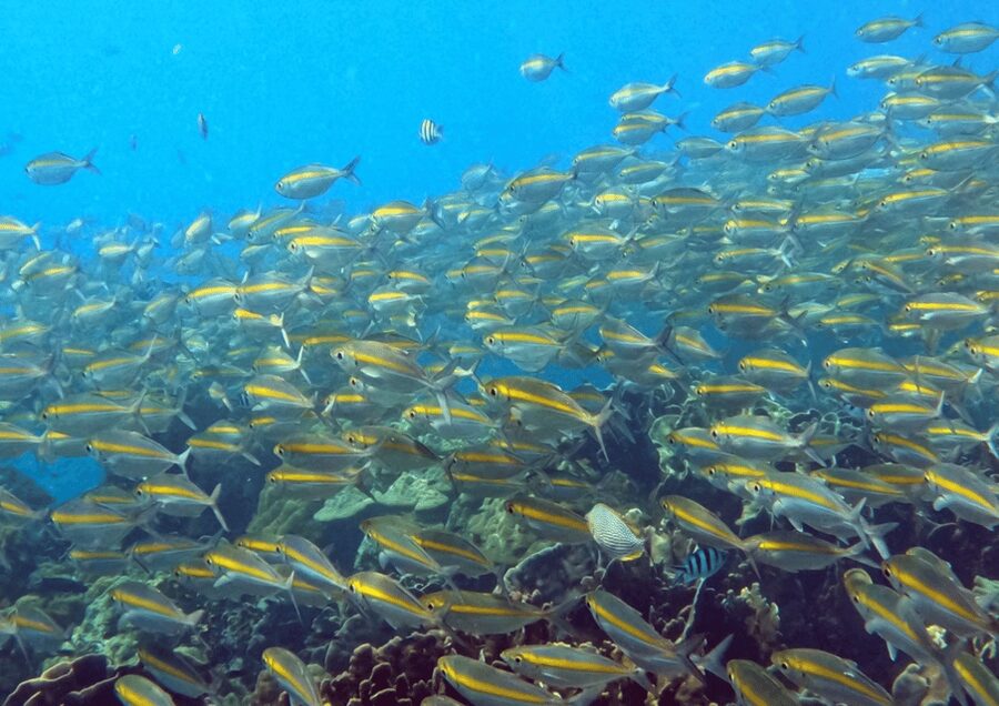 Koh Kood: Snorkeling Speedboat Tour with Lunch and Transfer - Two island stops in one short outing