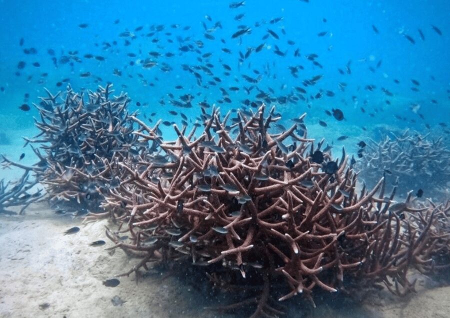 Koh Kood: Snorkeling Speedboat Tour with Lunch and Transfer - Ko Raet: a second look beneath the surface