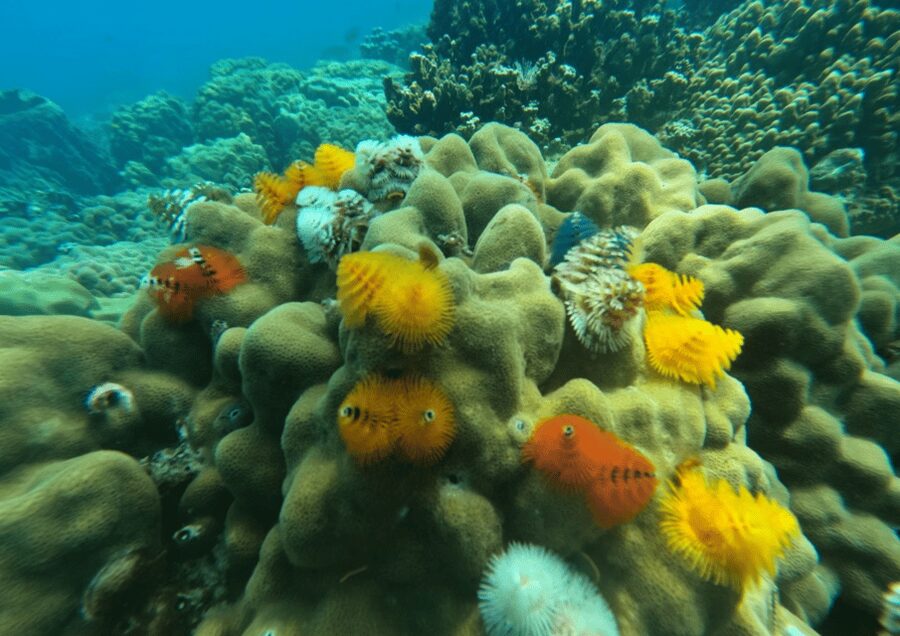 Koh Kood: Snorkeling Speedboat Tour with Lunch and Transfer - Lunch with island scenery