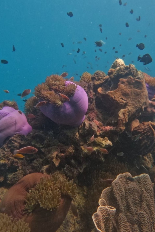 Koh Kood: Snorkeling Speedboat Tour with Lunch and Transfer - What the Thai and English service feels like