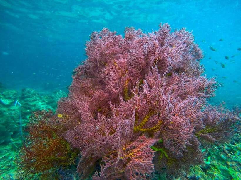 Koh Lanta: 4 Islands and Emerald Cave Snorkeling Trip - Should you book the Koh Lanta four-island trip?