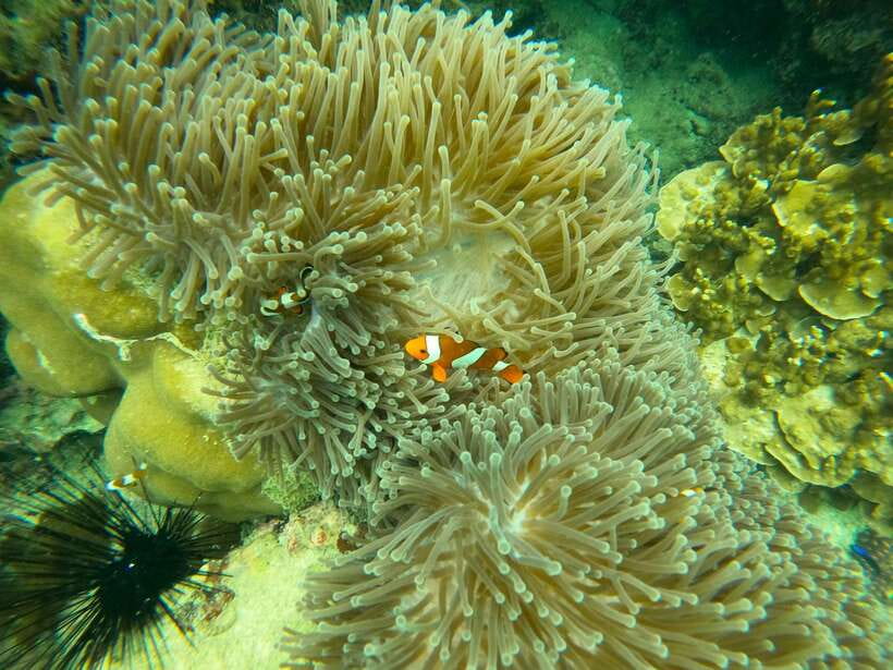 Koh Lanta: Phi Phi Islands Tour w/ Maya Bay, Snorkel & Lunch - Snorkeling near Viking Cave