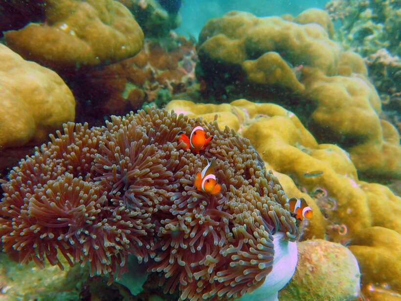 Koh Lipe: 5 Island Snorkeling Trip by Longtail Boat w/ Lunch - Guide communication and safety