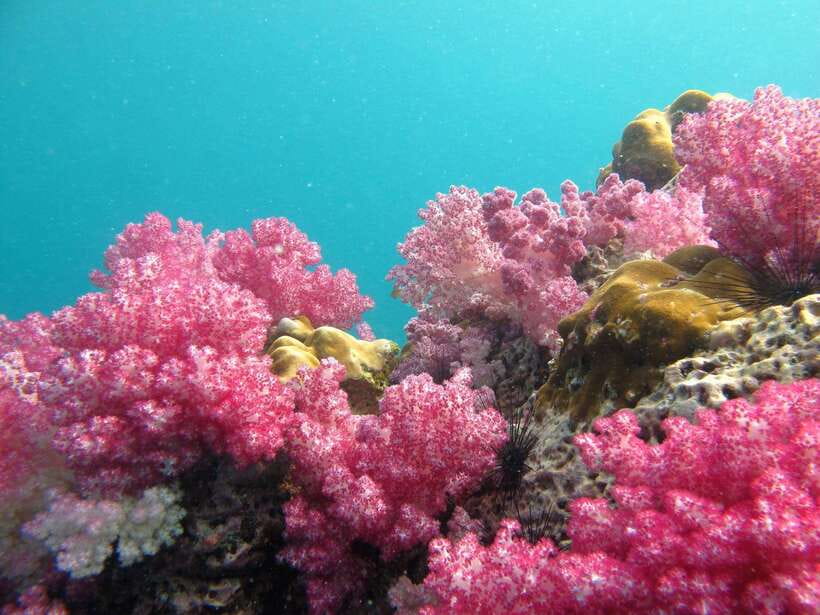 Koh Lipe: 5 Island Snorkeling Trip by Longtail Boat w/ Lunch - Meeting near Pattaya Beach