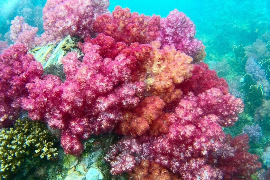 Koh Lipe: Full Day Multi-Island Snorkeling Trip with Lunch - Koh Phueng brings more fish, but conditions matter