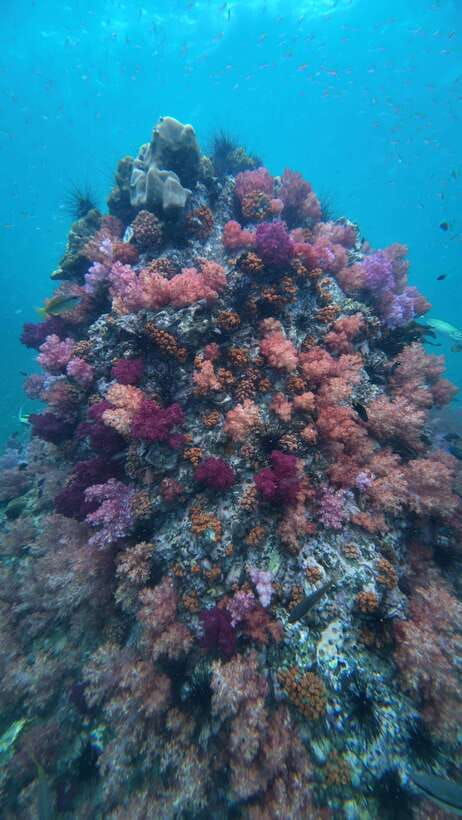 Koh Lipe: Half-Day Snorkeling (Morning/Afternoon/Sunset) - Key points at a glance