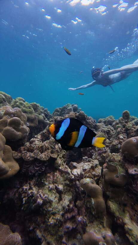 Koh Lipe: Half-Day Snorkeling (Morning/Afternoon/Sunset) - Why this half-day trip works well
