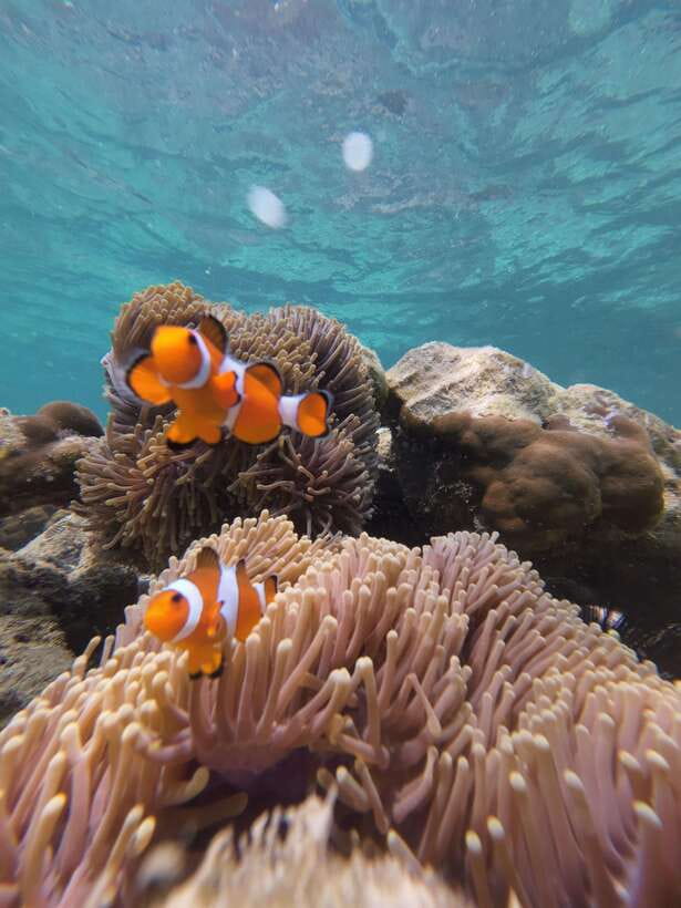 Koh Lipe: Half-Day Snorkeling (Morning/Afternoon/Sunset) - The sunset route: fewer stops, a slower finish