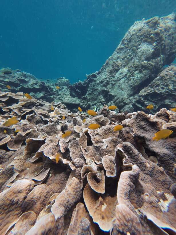 Koh Lipe: Half-Day Snorkeling (Morning/Afternoon/Sunset) - Timing, comfort, and who should skip it