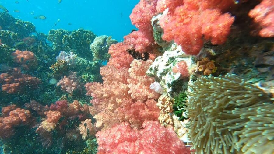 Koh Lipe: Longtail Boat Snorkeling Trip Program A - What the Koh Lipe Program A day is really like